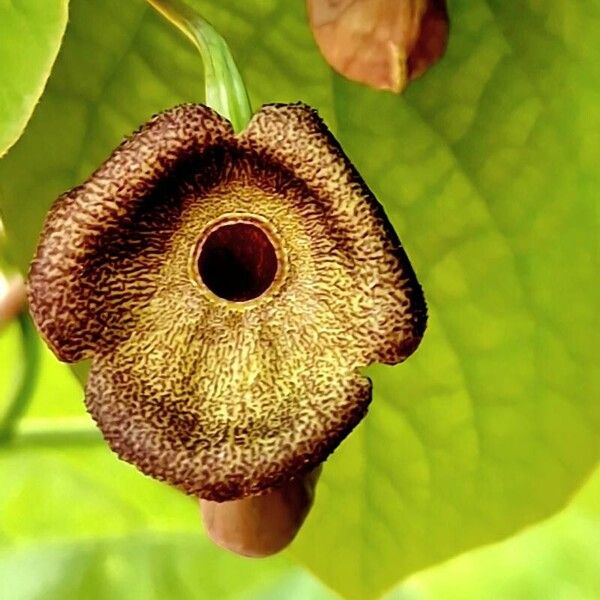 Aristolochia macrophylla Λουλούδι