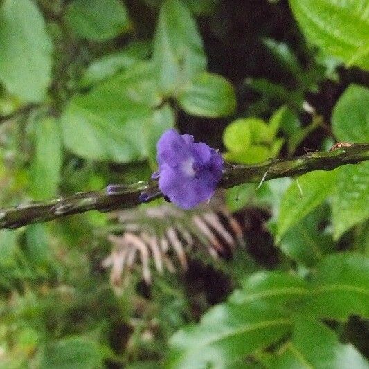 Stachytarpheta urticifolia Flor