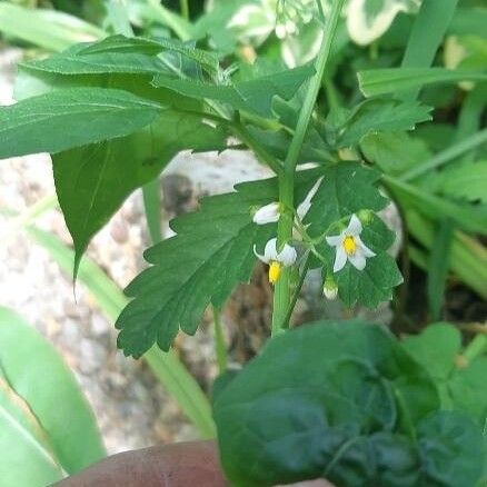 Solanum americanum 花