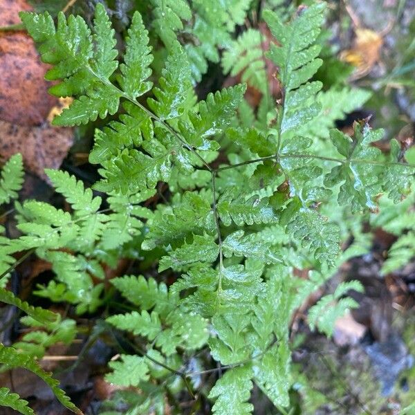 Gymnocarpium dryopteris Hostoa