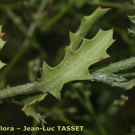Dysphania atriplicifolia Leaf