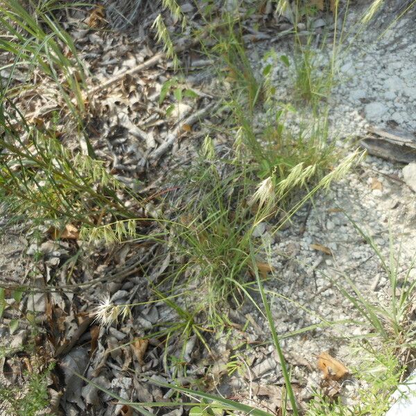 Bouteloua rigidiseta Habit