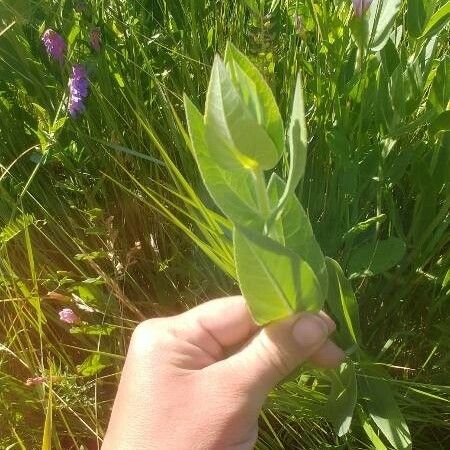 Helianthus mollis Blatt