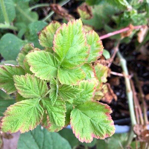 Rubus phoenicolasius Leaf