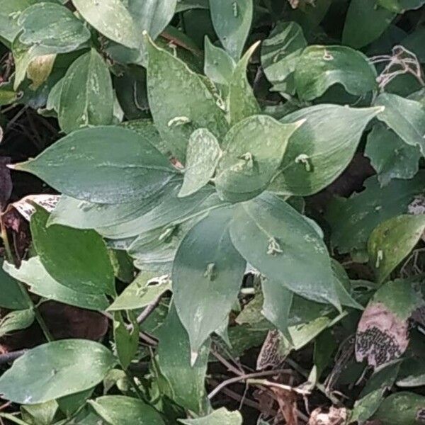 Ruscus hypophyllum برگ