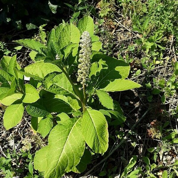 Phytolacca acinosa आदत