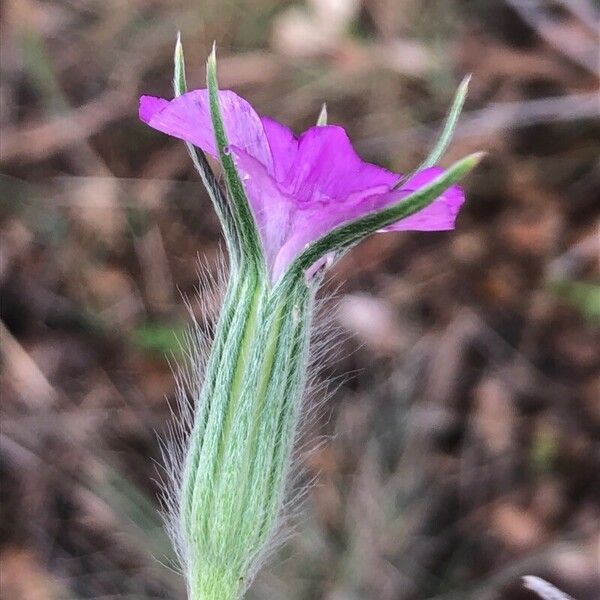 Agrostemma githago Bloem