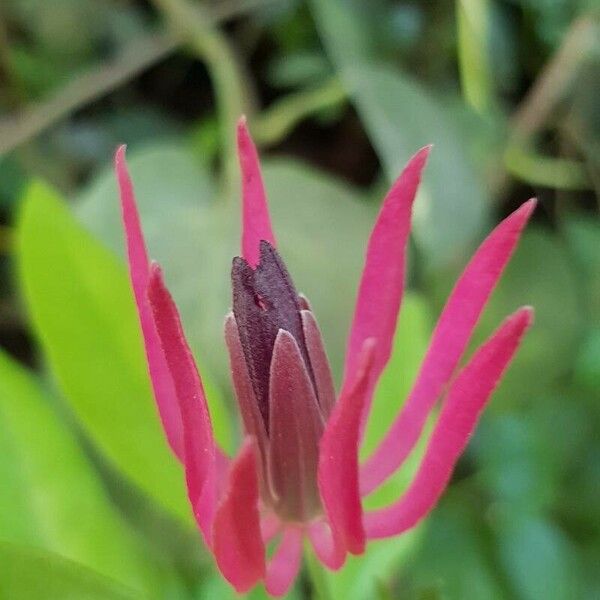 Pavonia multiflora Flors