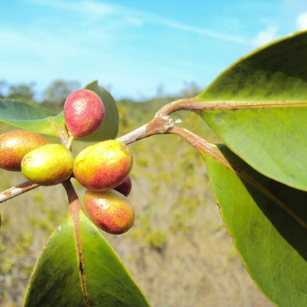 Eugenia astringens Fruit