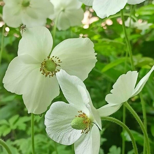 Anemonoides sylvestris Flower