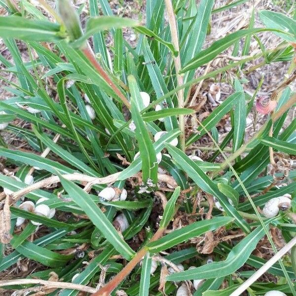 Oenothera stricta Leaf