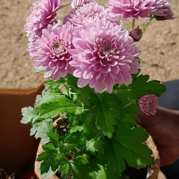 Chrysanthemum × morifolium Blomst