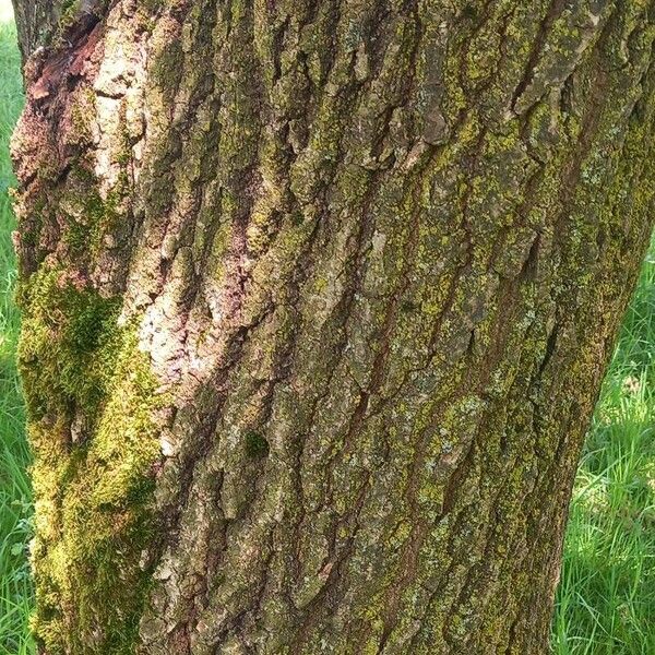Quercus robur Rinde