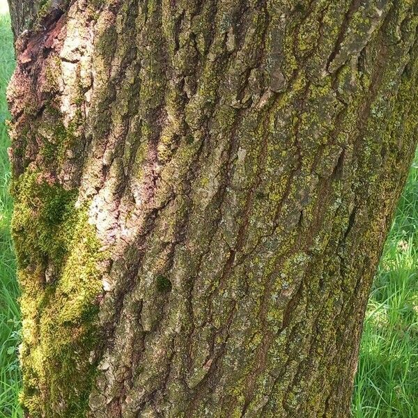 Quercus robur Bark