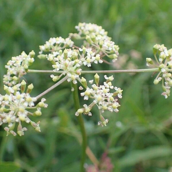 Carum carvi Flower