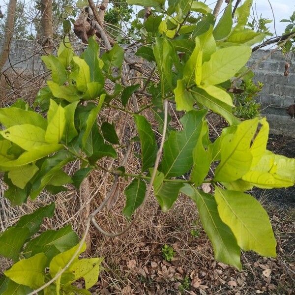 Morinda citrifolia Ліст