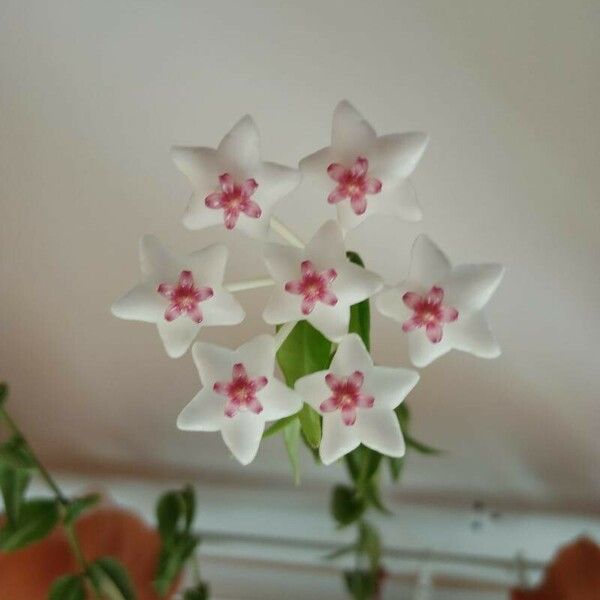 Hoya bella Floro