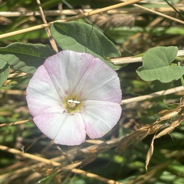 Convolvulus arvensis Žiedas