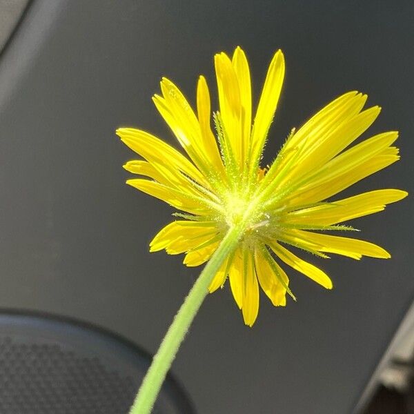 Doronicum plantagineum 花