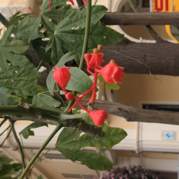 Brachychiton acerifolius Flor