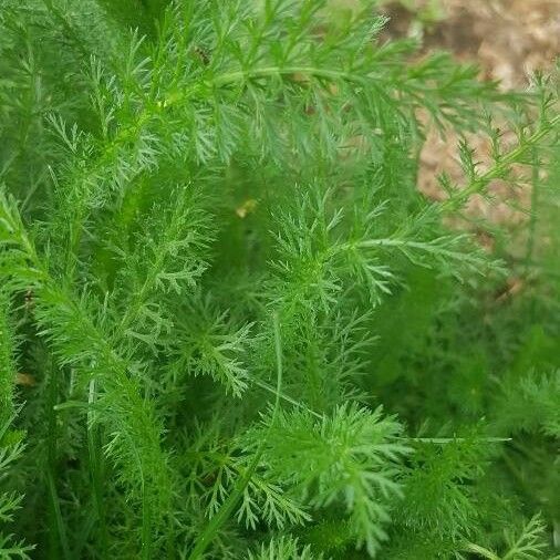 Achillea millefolium Leaf