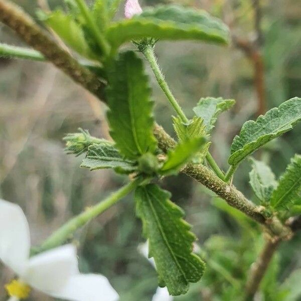 Hibiscus micranthus Leaf