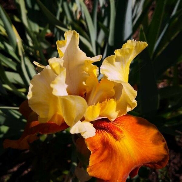 Iris barbatula Fleur