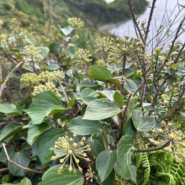 Hedera azorica Liść