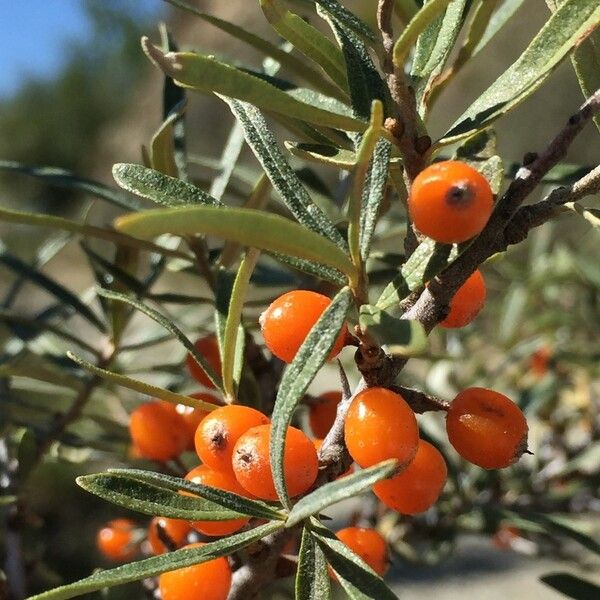 Hippophae rhamnoides Muu