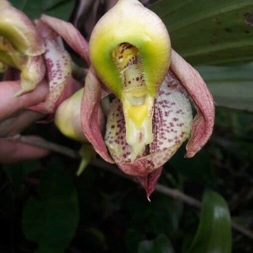 Catasetum maculatum Flower