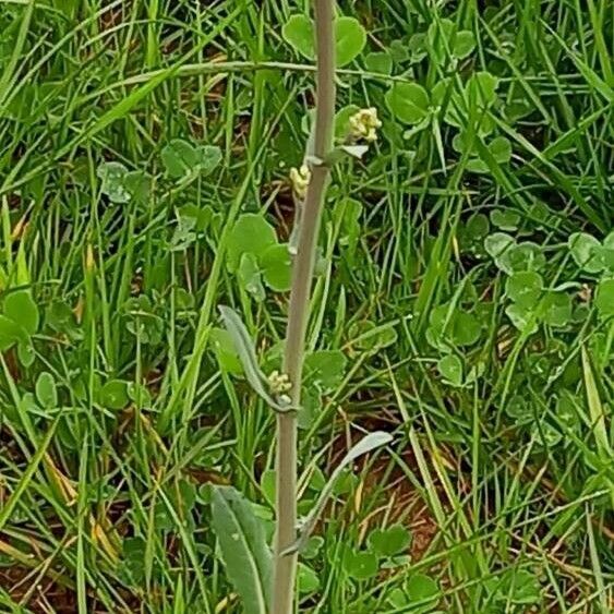 Brassica napus Συνήθη χαρακτηριστικά