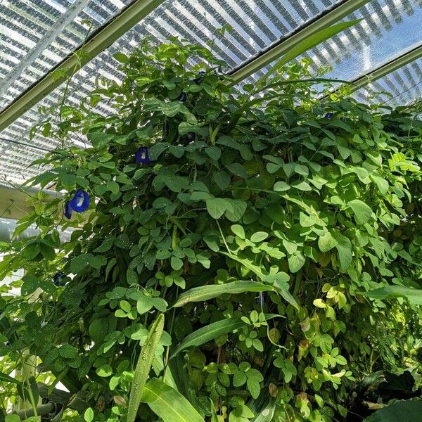 Clitoria ternatea Costuma