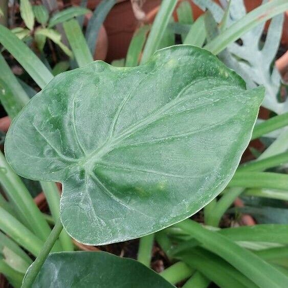 Alocasia cucullata Feuille