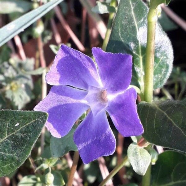 Vinca major Λουλούδι