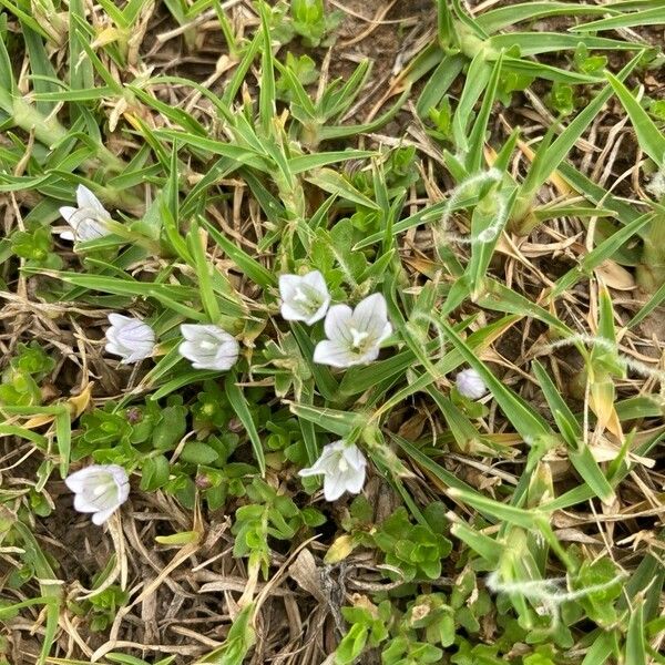 Bacopa monnieri Fiore