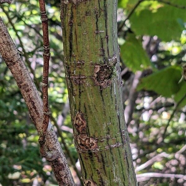 Acer pensylvanicum Bark