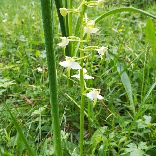 Platanthera chlorantha 花