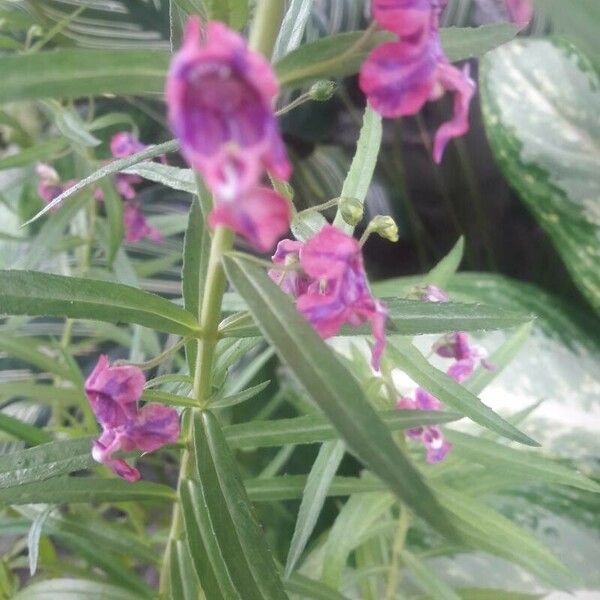 Angelonia biflora Květ