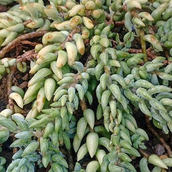 Sedum morganianum Συνήθη χαρακτηριστικά