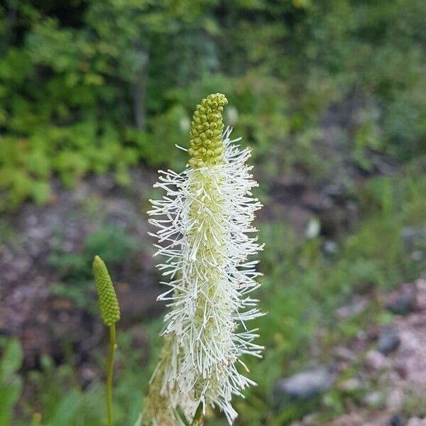 Sanguisorba canadensis Virág