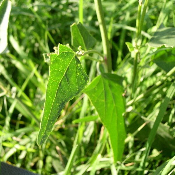 Atriplex micrantha Leaf