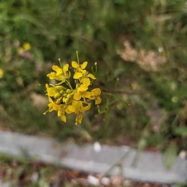 Sisymbrium loeselii Blüte