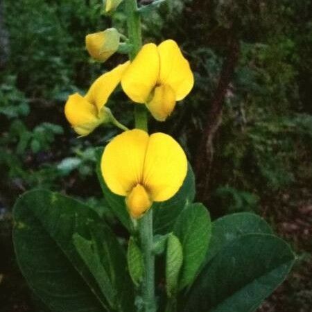 Crotalaria spectabilis Flor