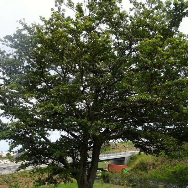 Terminalia novocaledonica Hàbitat