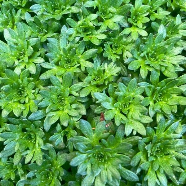 Saxifraga rosacea Blad