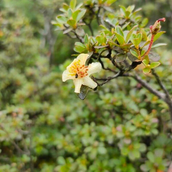 Rhododendron lepidotum Kukka