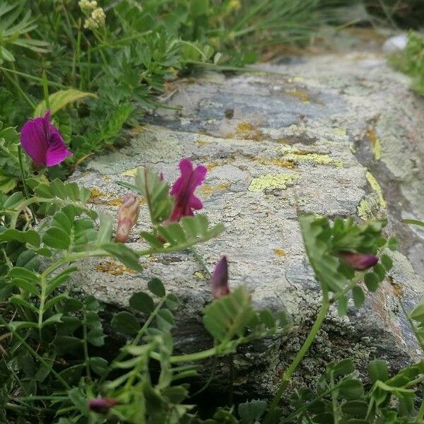 Vicia pyrenaica Anders