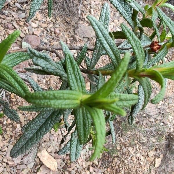 Cistus monspeliensis 葉