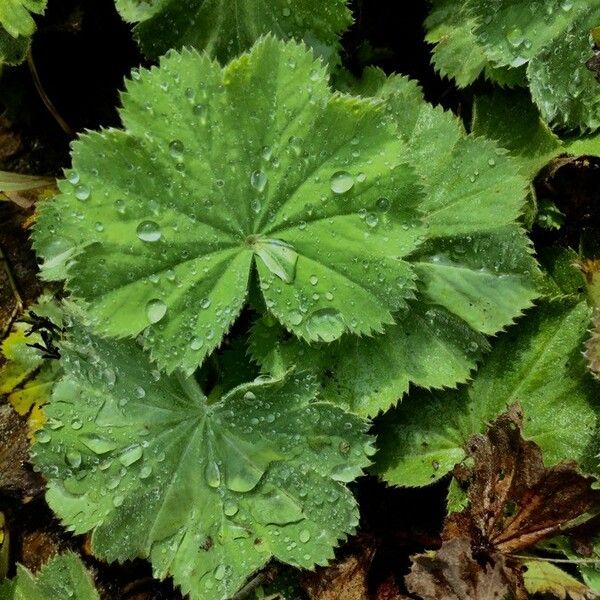 Alchemilla mollis Лист