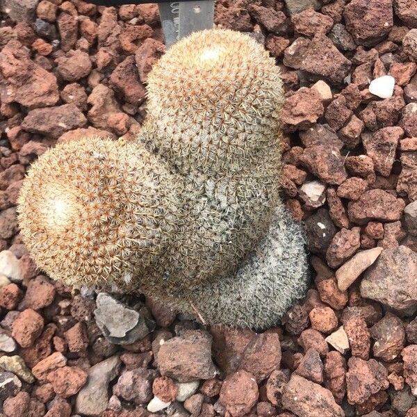 Mammillaria formosa Лист